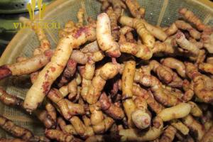 Sâm củ ba kích - Nhân sâm của riêng người Việt Sâm củ ba kích - Nhân sâm của riêng người Việt