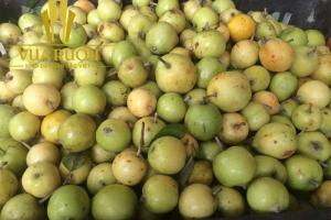 Điểm danh các vùng trồng táo mèo ngon tại Yên Bái
