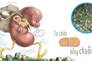 CÁCH DÙNG CHUỐI HỘT ĐỂ CHỮA TRỊ SỎI THẬN CÁCH DÙNG CHUỐI HỘT ĐỂ CHỮA TRỊ SỎI THẬN
