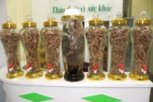 Mua ba kích tím chuẩn Tiên Yên - Ba Chẽ - QN ngay tại Hà Nội Mua ba kích tím chuẩn Tiên Yên - Ba Chẽ - QN ngay tại Hà Nội